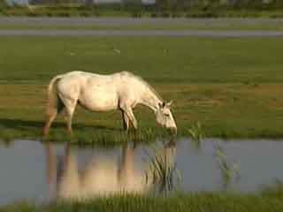 صور Donana National Park متنزه وطني